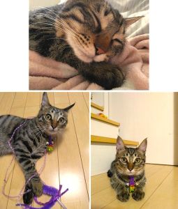 カルカン(秋田市）カルカンは、迎えた当初は体重が約2.5kgでしたが、今では5kgほどまで大きくなり、元気に過ごしています！しっかり食べて、よく遊んで、健やかに育ってくれてとても嬉しく思っています😊最初の頃はお互いに少し距離があったのですが、今ではすっかり安心してくれて、そばに寄り添ってくれるようになりました。落ち込んだときにそっと近くにいてくれたり、静かに寄り添ってくれたりする姿に、たくさん励まされ、何度も救われています✨また、去勢手術の際には助成金をご支援いただき、本当にありがとうございました！安心して手術を受けさせることができ、心より感謝しております！🙌普段の様子としては、名前を呼ぶとすぐ駆け寄ってきたり、寝ているときに話しかけるとゴロゴロしてくれたり、日々の中でたくさんの癒やしをくれています😆これからも変わらず大切にお世話して、安心して暮らしていける環境を整えてまいります！今後ともどうぞよろしくお願いいたします🙇🙏