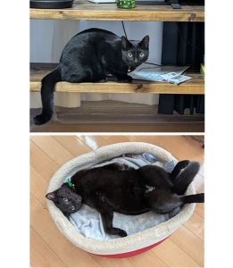 ティオ（秋田市）最近のティオはご飯をたくさん食べて身体も大きくなり、毎日日課のいたずらに勤しんでおります。来月、予防接種に行く予定です。お腹を出して寝てる姿がとてもかわいいです。