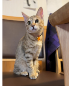 すず（羽後町）すずが我が家に来てから2ヶ月がたちました。初めての人にも警戒せず、すぐに膝に乗ってきてくれます。特にお父さんが大好きで、見つけるとすぐに飛び乗りゴロゴロと喉を鳴らしています。子供達の過激な愛情表現にも爪を立てることなく応じてくれる優しくて穏やかな良い子です。これからもすずを大切にしていきます。保護主様、いぬねこネットワークの皆様ありがとうございました！