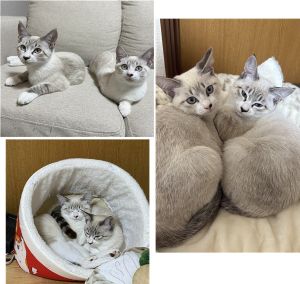 ルル・ララ（大仙市）ルルちゃんララちゃんともに体が大きくなってきて体重が2匹とも2.64kgと同じ体重でした！色も濃くなりだんだん大人っぽい顔つきになってきました2匹とても仲が良くていつも寝る時も遊ぶ時も一緒にいます寝顔を見て毎日癒されてます！ピンクと黒のお鼻がルルちゃん黒いお鼻がララちゃん